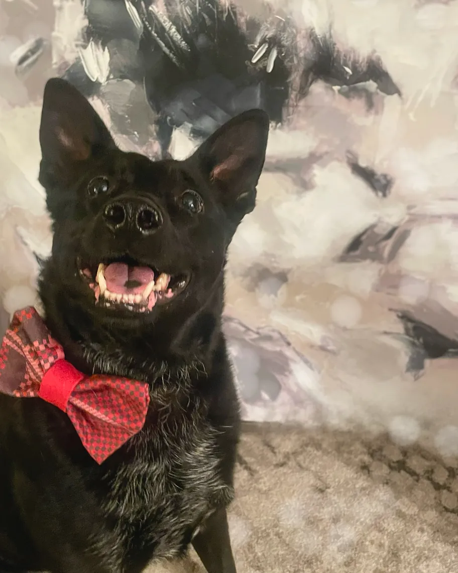 River, a black dog with a wide grin, wearing a red checked bow tie