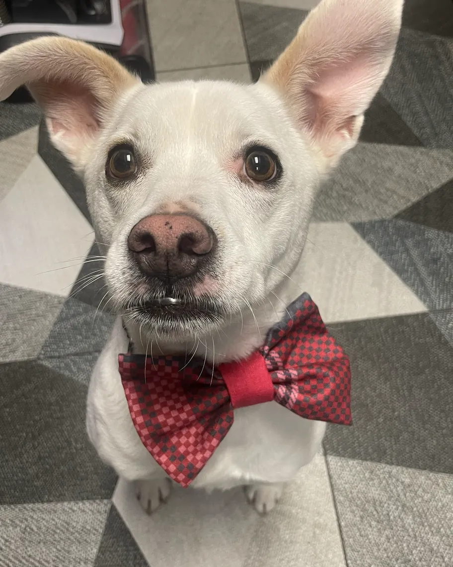 Stella, a white dog with big ears, wearing a red checked bow tie